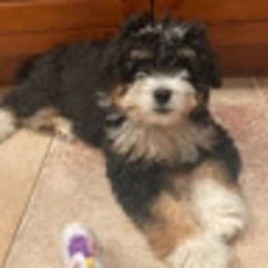 Meet your Posher, Emma